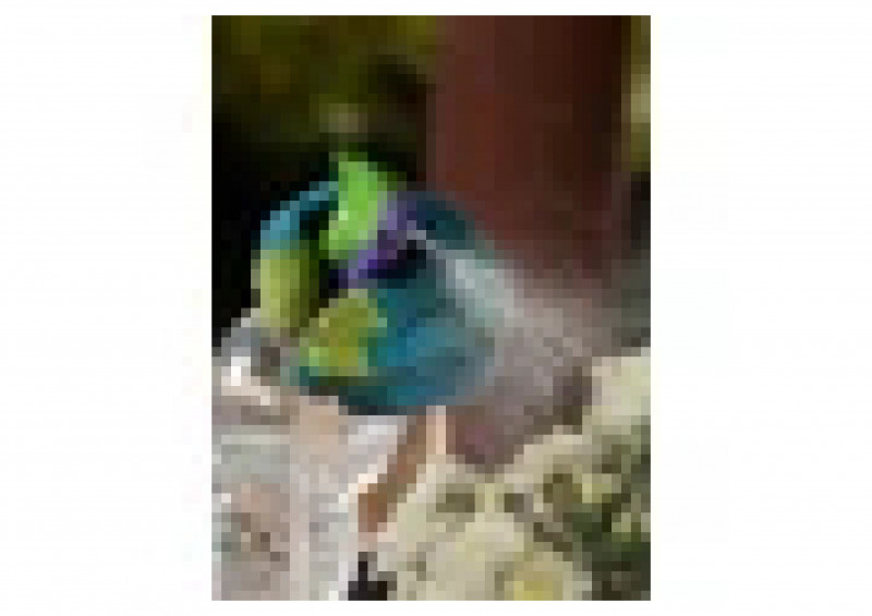 Распыляющая головка PALISAD